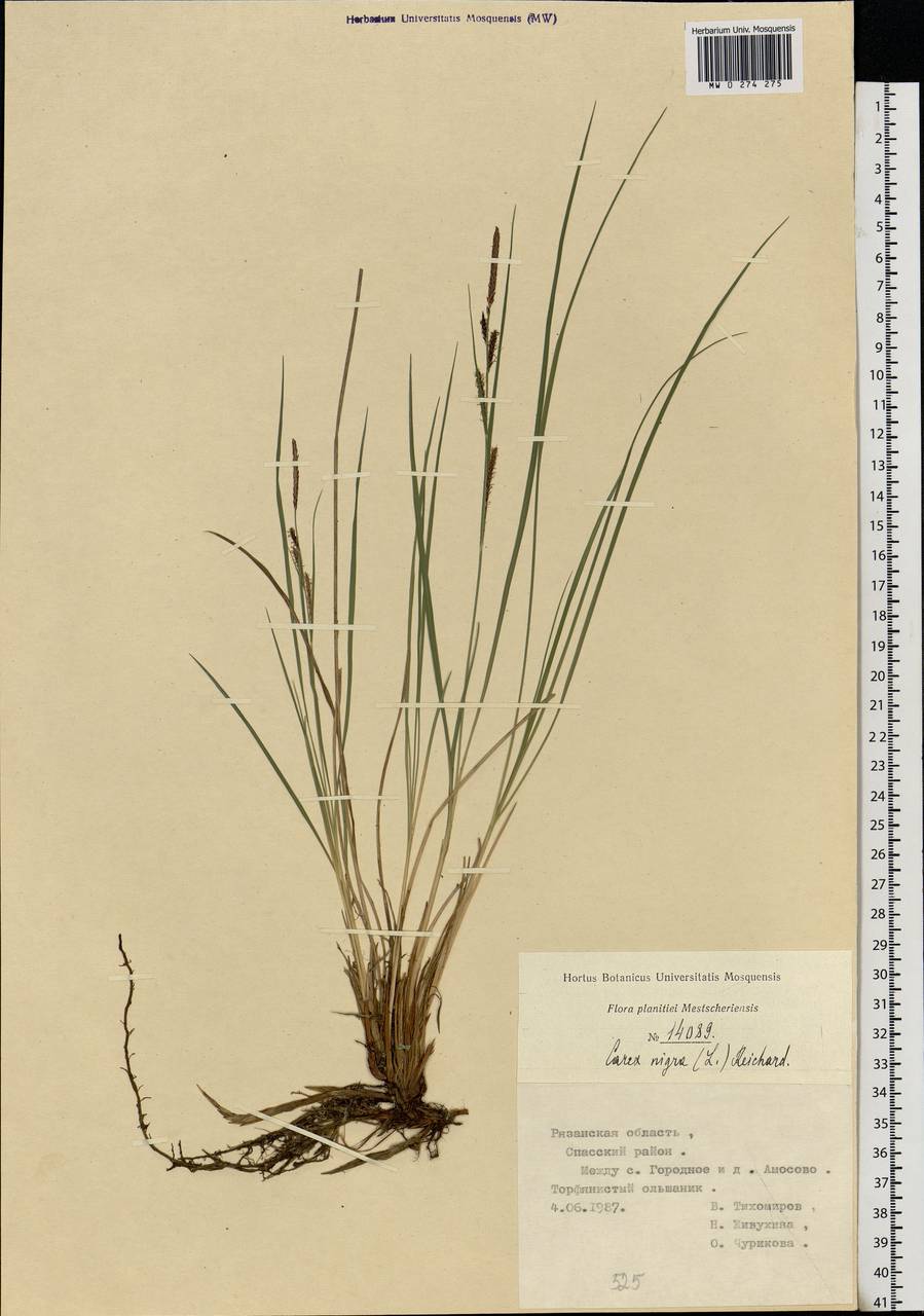 Carex nigra (L.) Reichard, Eastern Europe, Central region (E4) (Russia)