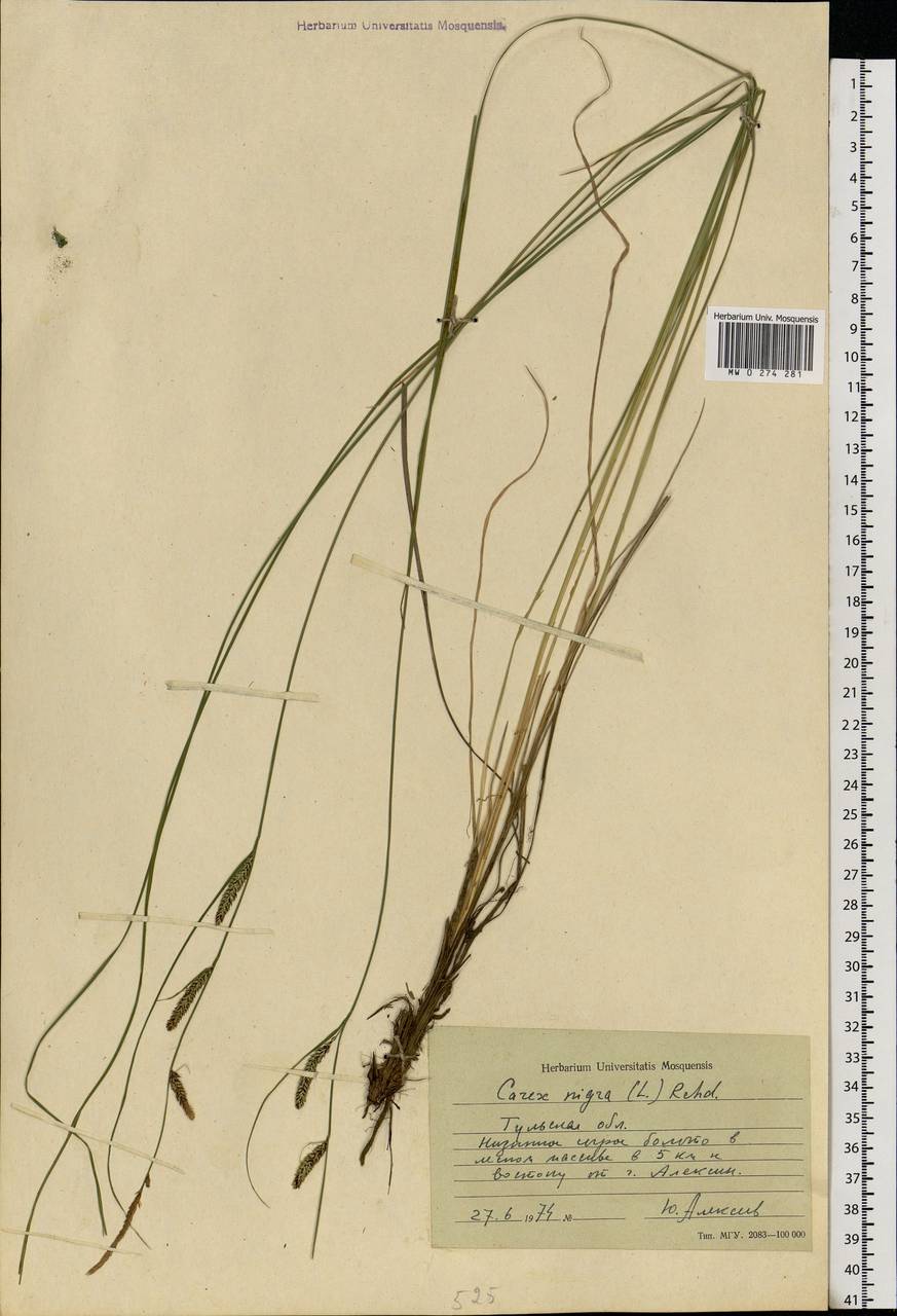 Carex nigra (L.) Reichard, Eastern Europe, Central region (E4) (Russia)