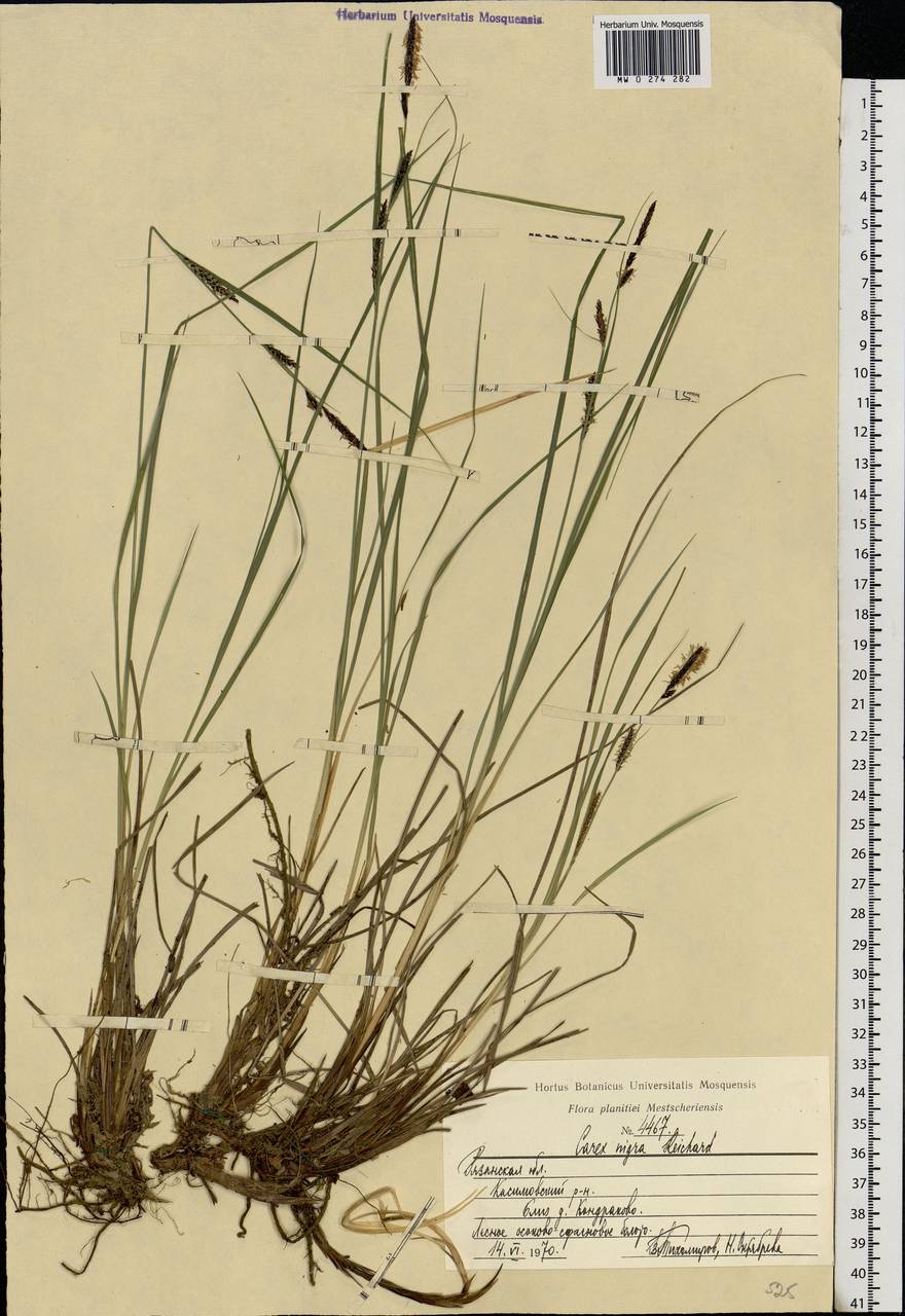 Carex nigra (L.) Reichard, Eastern Europe, Central region (E4) (Russia)