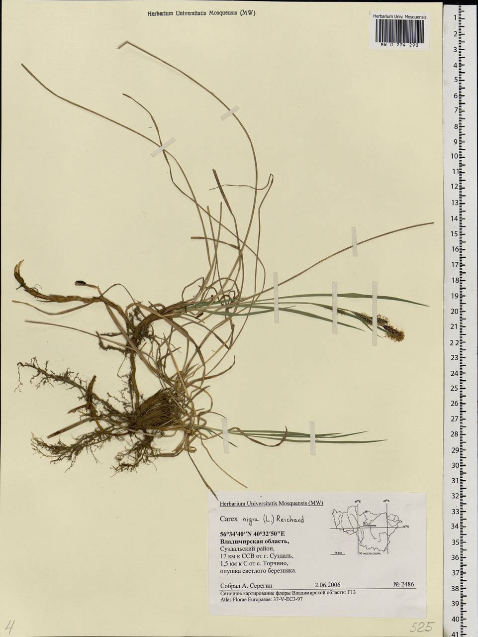 Carex nigra (L.) Reichard, Eastern Europe, Central region (E4) (Russia)