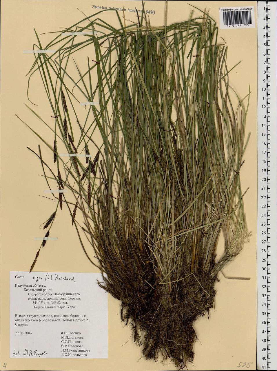 Carex nigra (L.) Reichard, Eastern Europe, Central region (E4) (Russia)