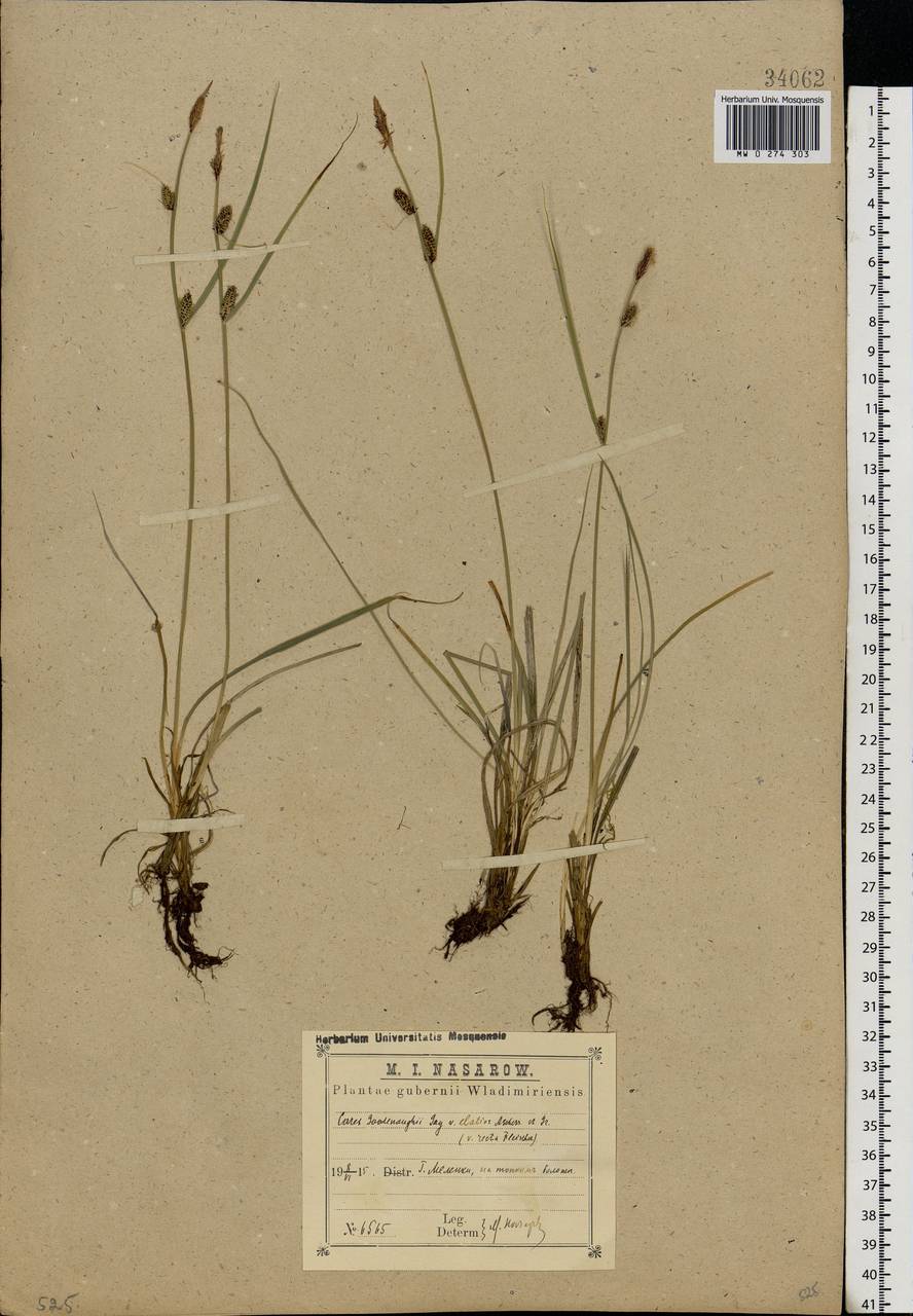 Carex nigra (L.) Reichard, Eastern Europe, Central region (E4) (Russia)