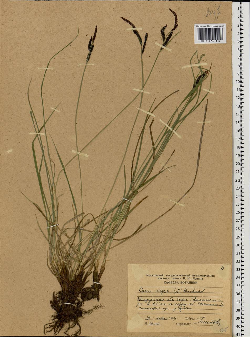 Carex nigra (L.) Reichard, Eastern Europe, Central region (E4) (Russia)