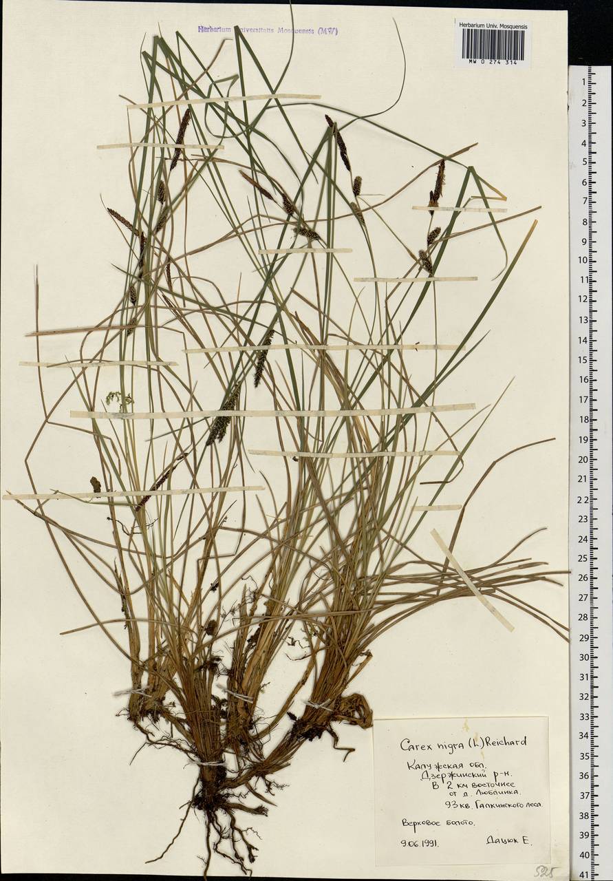 Carex nigra (L.) Reichard, Eastern Europe, Central region (E4) (Russia)