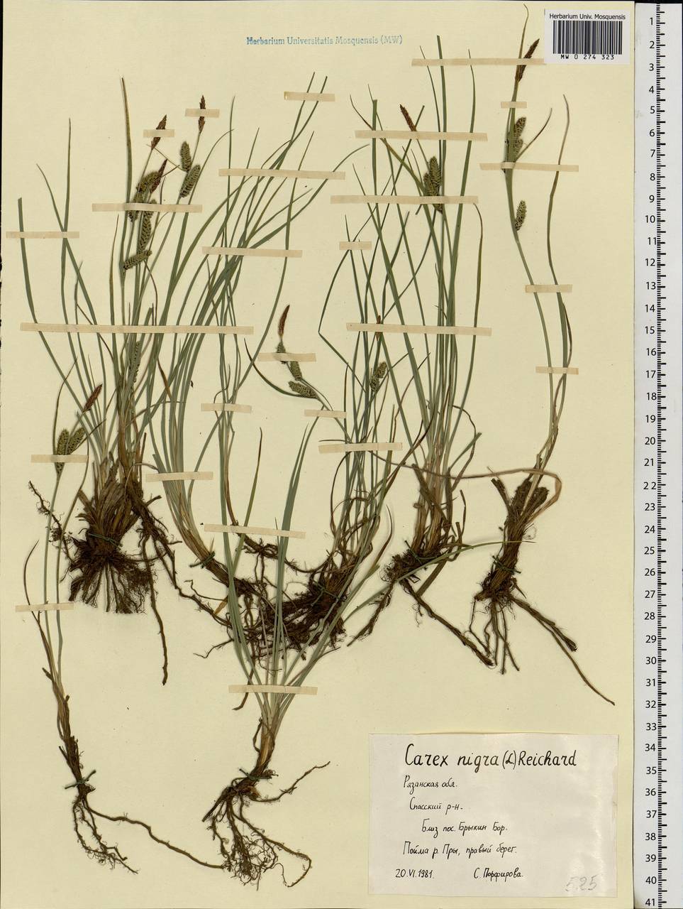 Carex nigra (L.) Reichard, Eastern Europe, Central region (E4) (Russia)