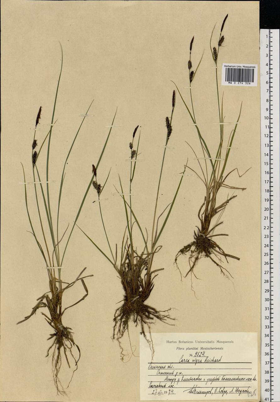 Carex nigra (L.) Reichard, Eastern Europe, Central region (E4) (Russia)