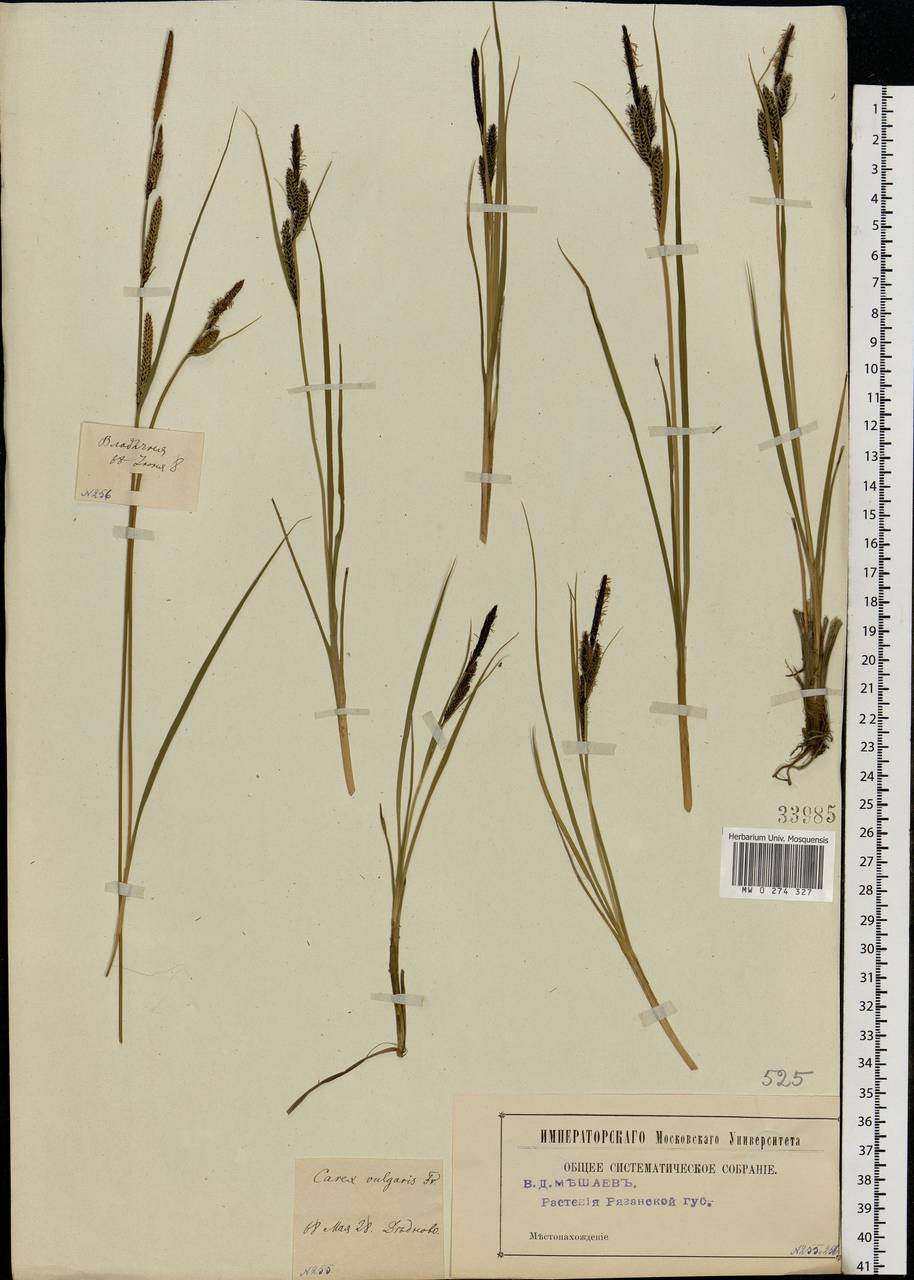 Carex nigra (L.) Reichard, Eastern Europe, Central region (E4) (Russia)