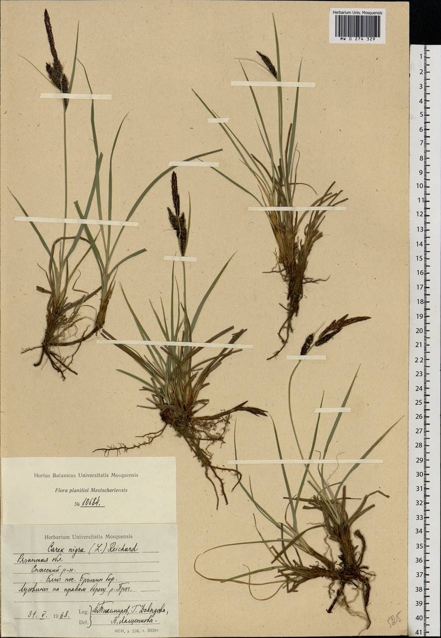 Carex nigra (L.) Reichard, Eastern Europe, Central region (E4) (Russia)