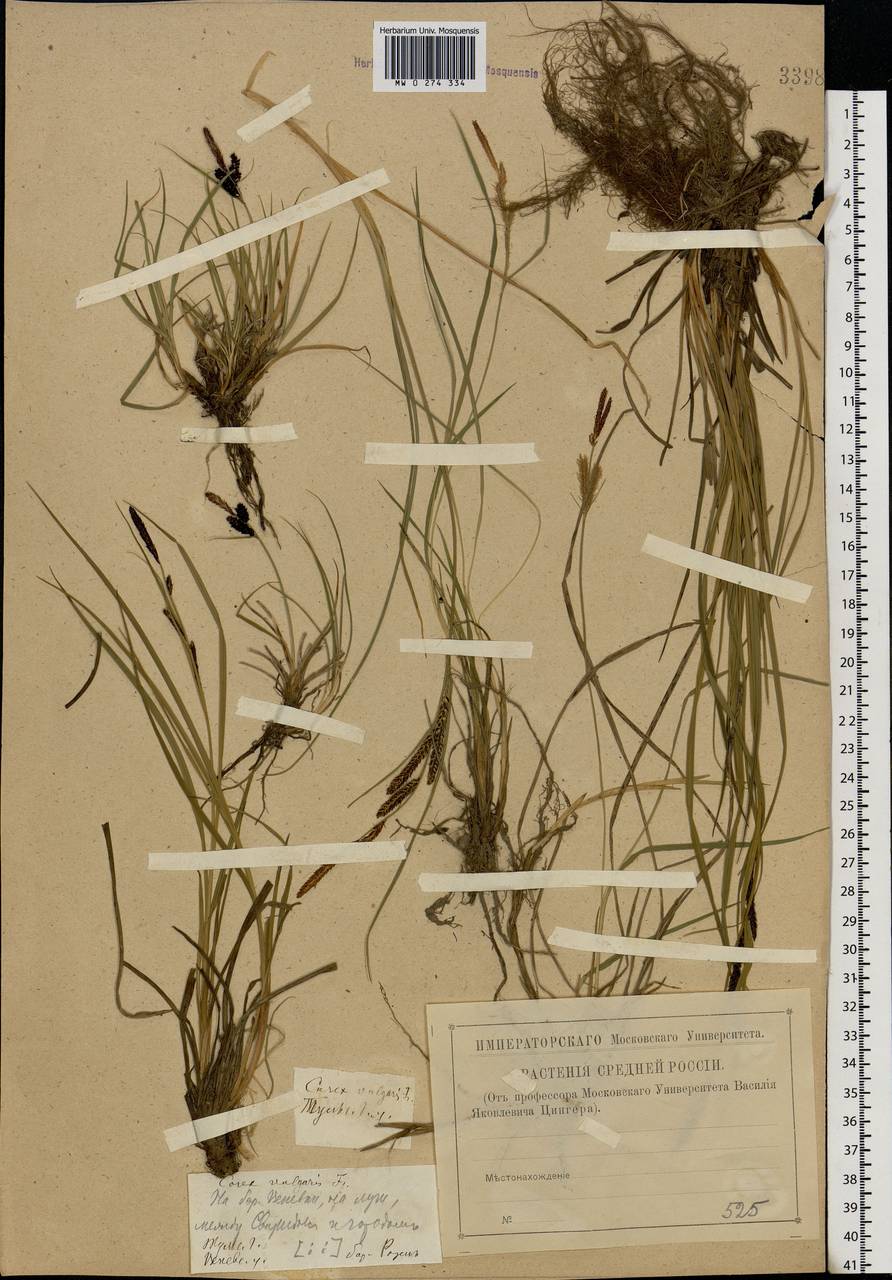 Carex nigra (L.) Reichard, Eastern Europe, Central region (E4) (Russia)