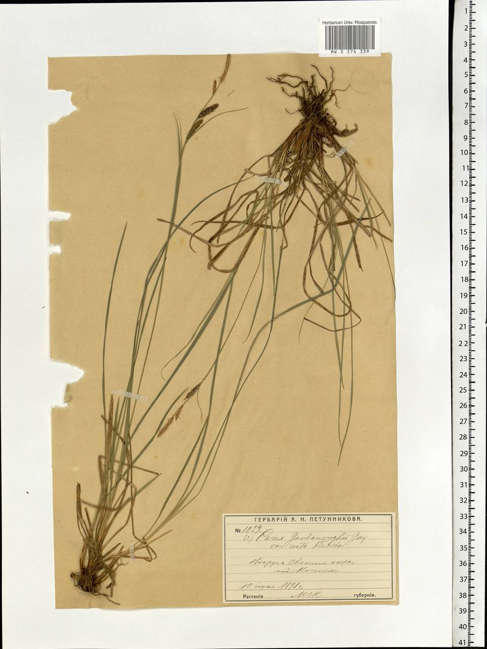 Carex nigra (L.) Reichard, Eastern Europe, Moscow region (E4a) (Russia)