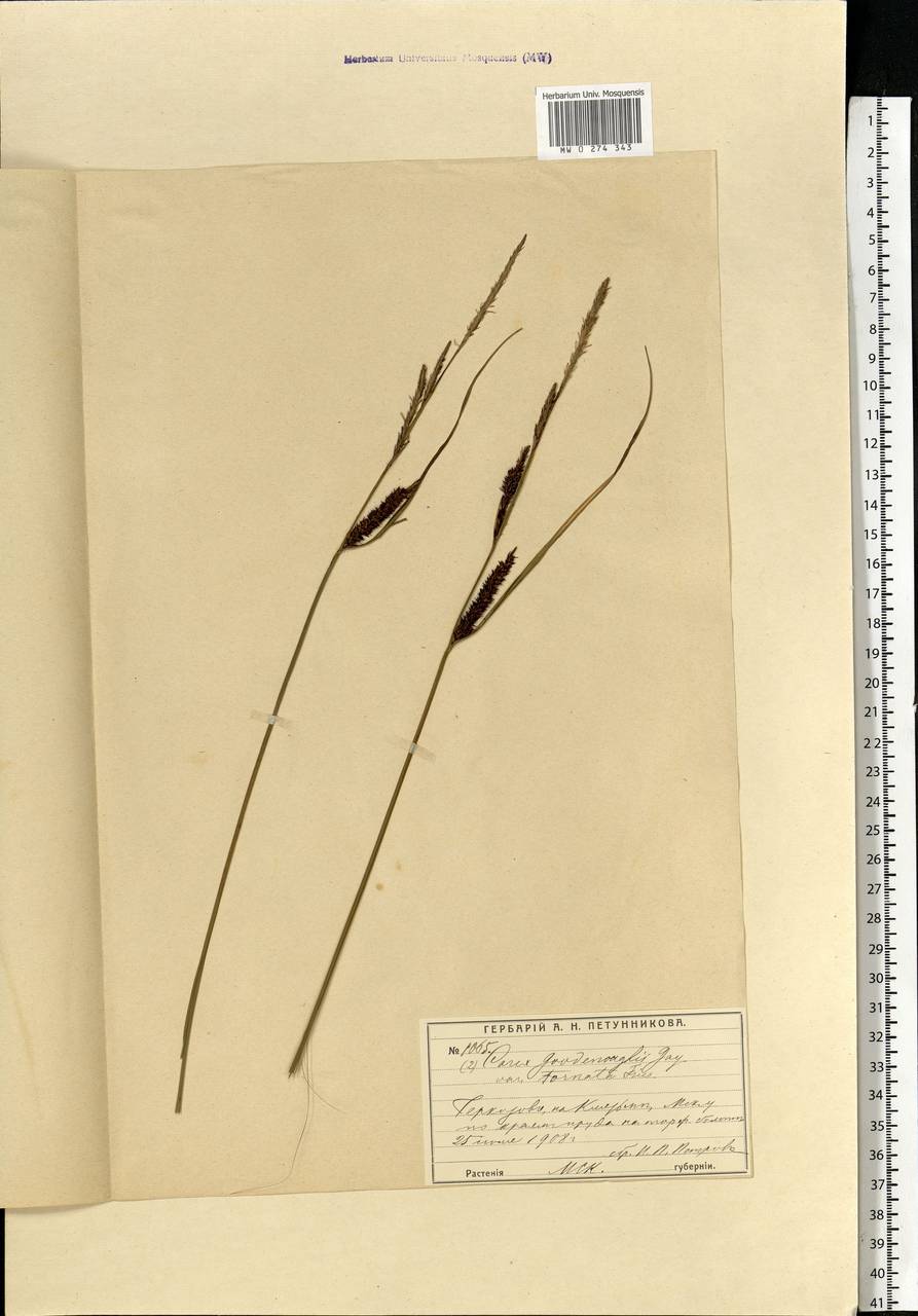 Carex nigra (L.) Reichard, Eastern Europe, Moscow region (E4a) (Russia)