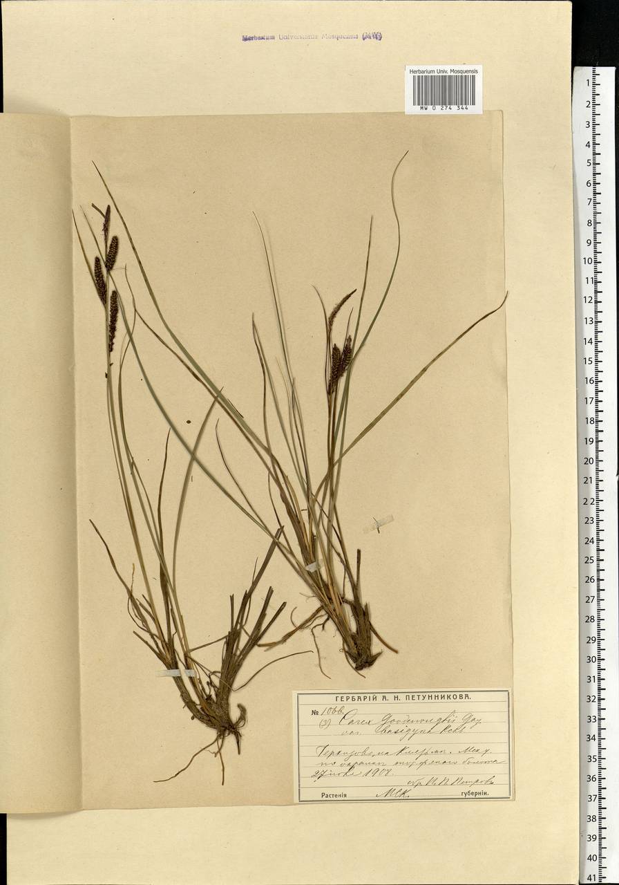 Carex nigra (L.) Reichard, Eastern Europe, Moscow region (E4a) (Russia)