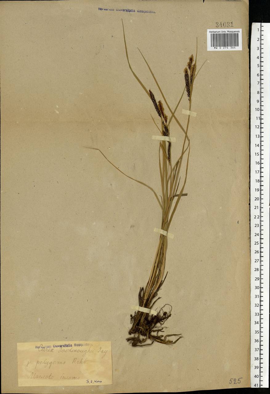 Carex nigra (L.) Reichard, Eastern Europe, Moscow region (E4a) (Russia)