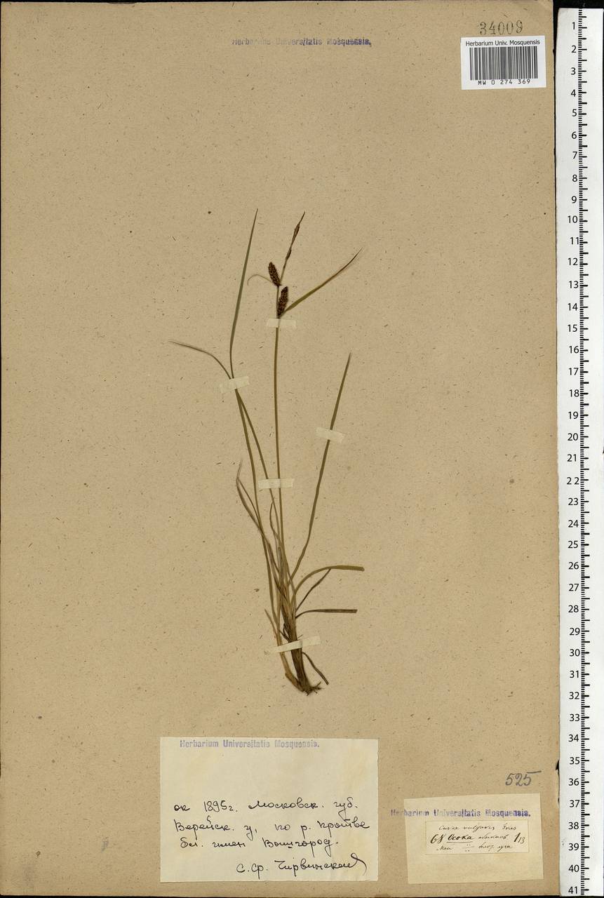 Carex nigra (L.) Reichard, Eastern Europe, Moscow region (E4a) (Russia)