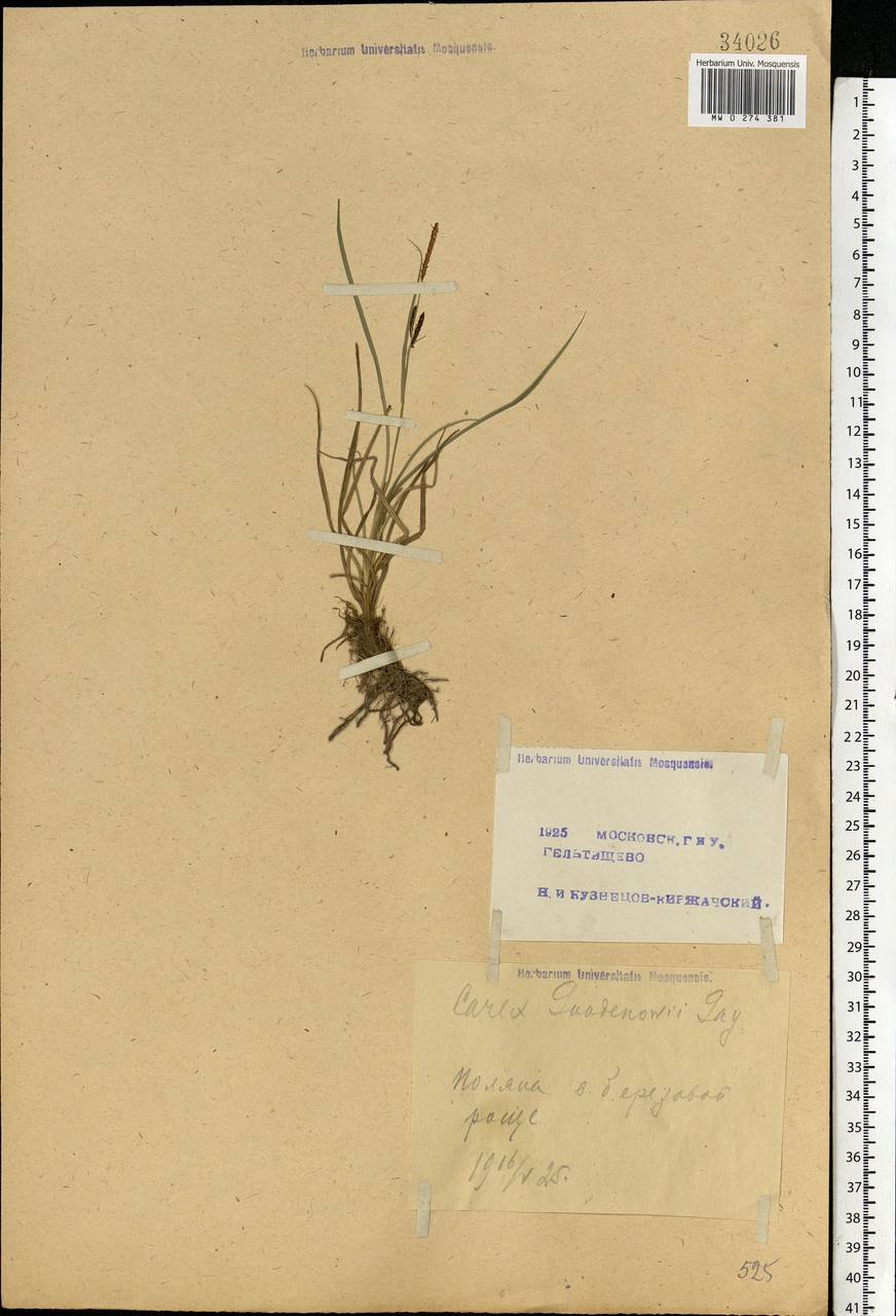 Carex nigra (L.) Reichard, Eastern Europe, Moscow region (E4a) (Russia)