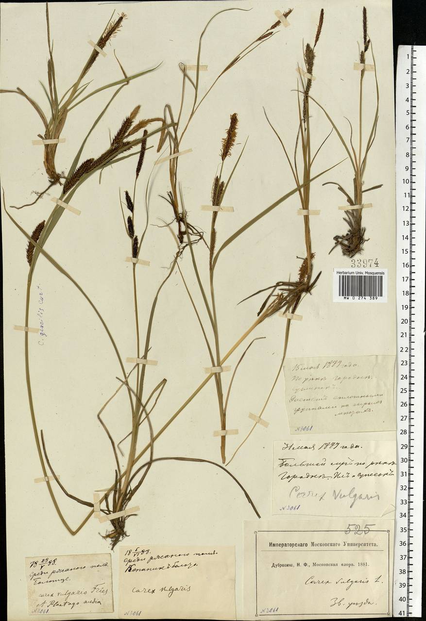 Carex nigra (L.) Reichard, Eastern Europe, Moscow region (E4a) (Russia)