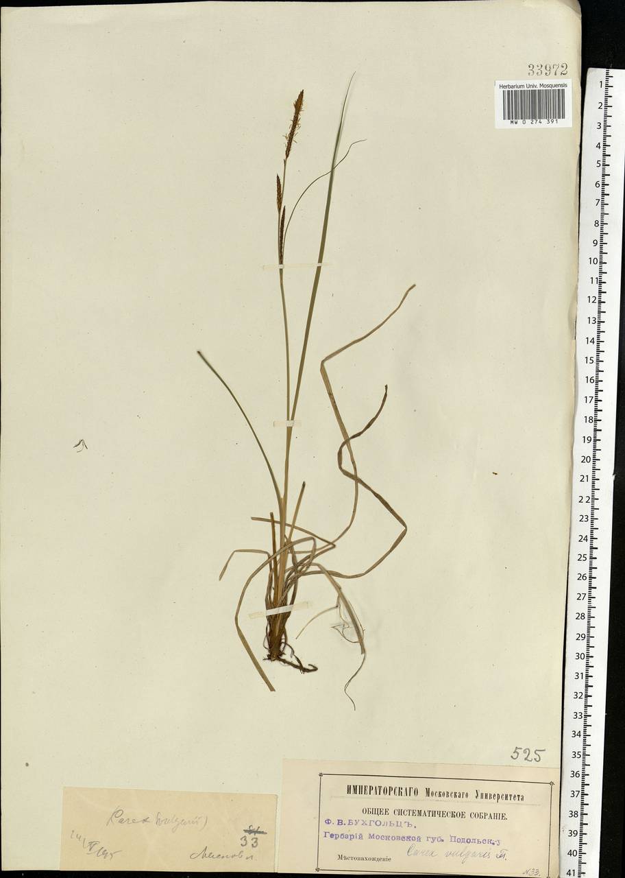 Carex nigra (L.) Reichard, Eastern Europe, Moscow region (E4a) (Russia)