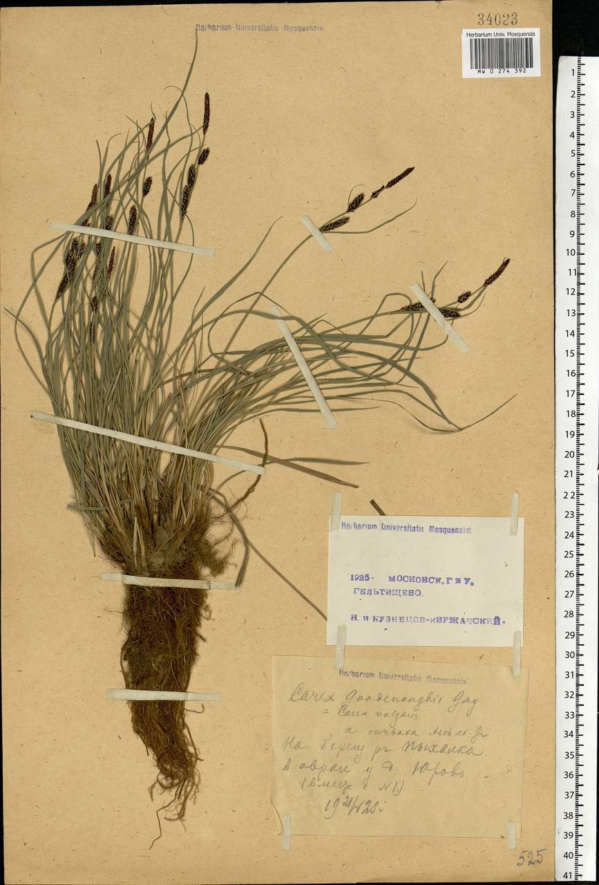 Carex nigra (L.) Reichard, Eastern Europe, Moscow region (E4a) (Russia)