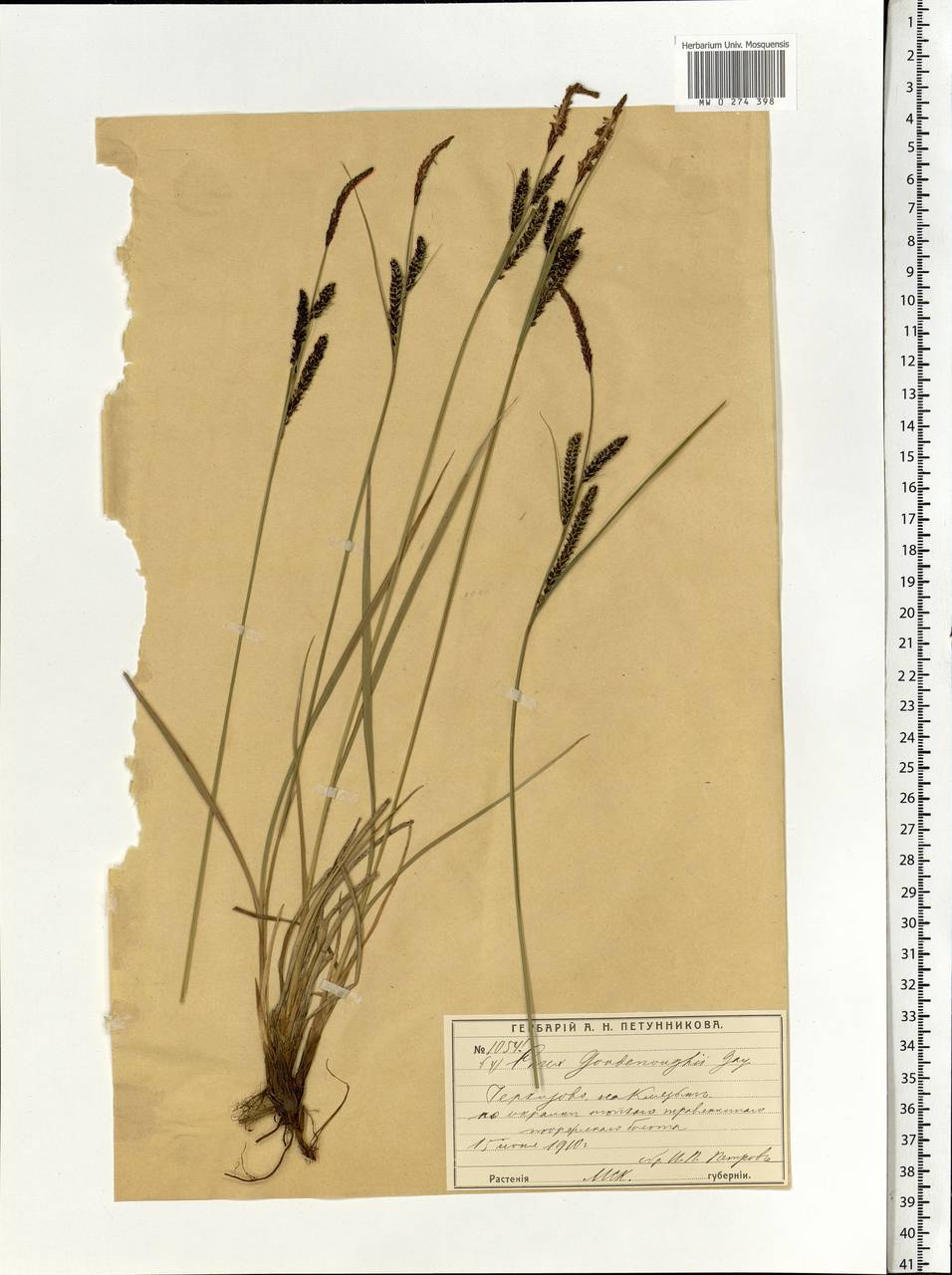 Carex nigra (L.) Reichard, Eastern Europe, Moscow region (E4a) (Russia)