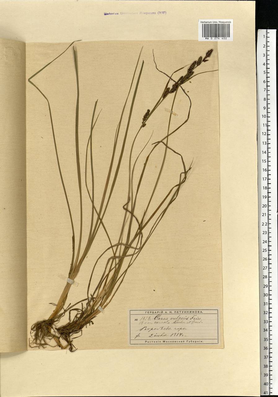 Carex nigra (L.) Reichard, Eastern Europe, Moscow region (E4a) (Russia)