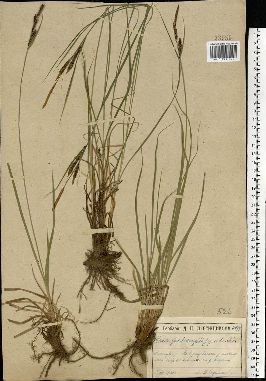 Carex nigra (L.) Reichard, Eastern Europe, Moscow region (E4a) (Russia)