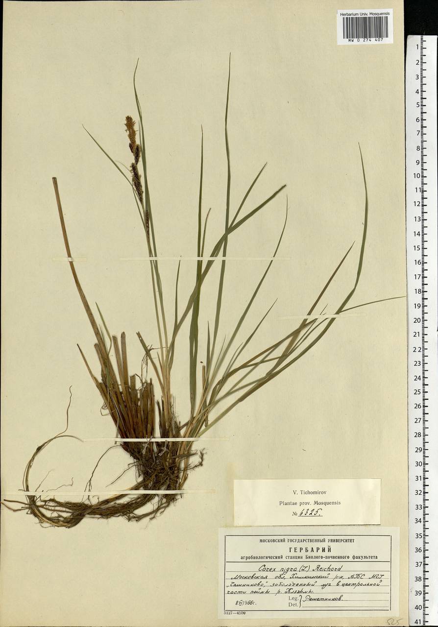 Carex nigra (L.) Reichard, Eastern Europe, Moscow region (E4a) (Russia)