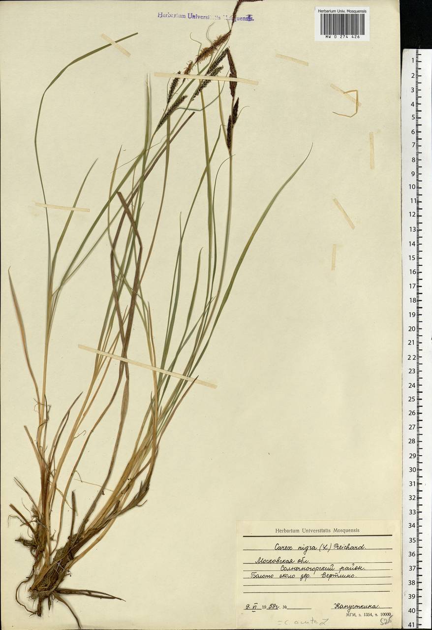 Carex nigra (L.) Reichard, Eastern Europe, Moscow region (E4a) (Russia)