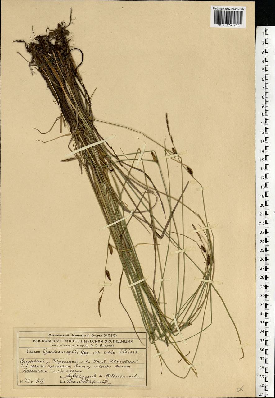 Carex nigra (L.) Reichard, Eastern Europe, Moscow region (E4a) (Russia)