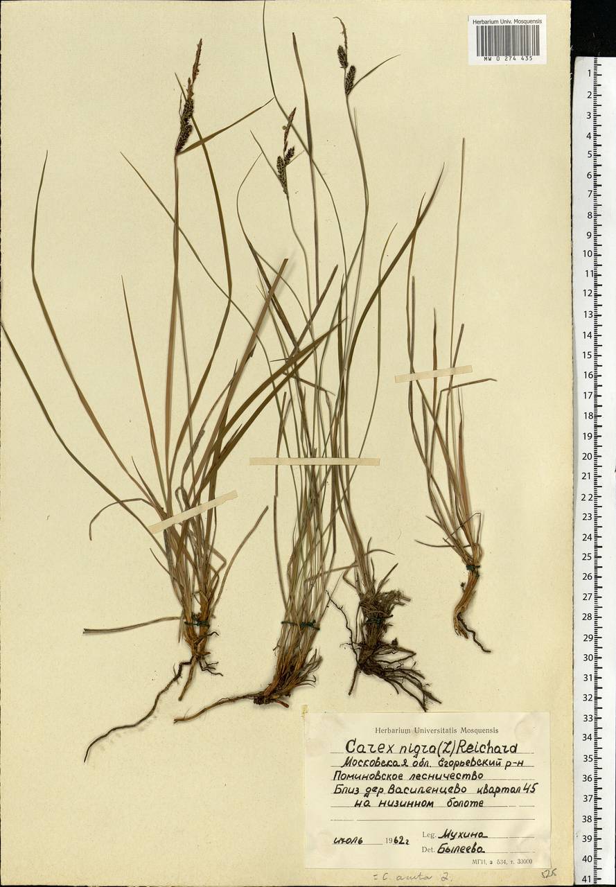 Carex nigra (L.) Reichard, Eastern Europe, Moscow region (E4a) (Russia)