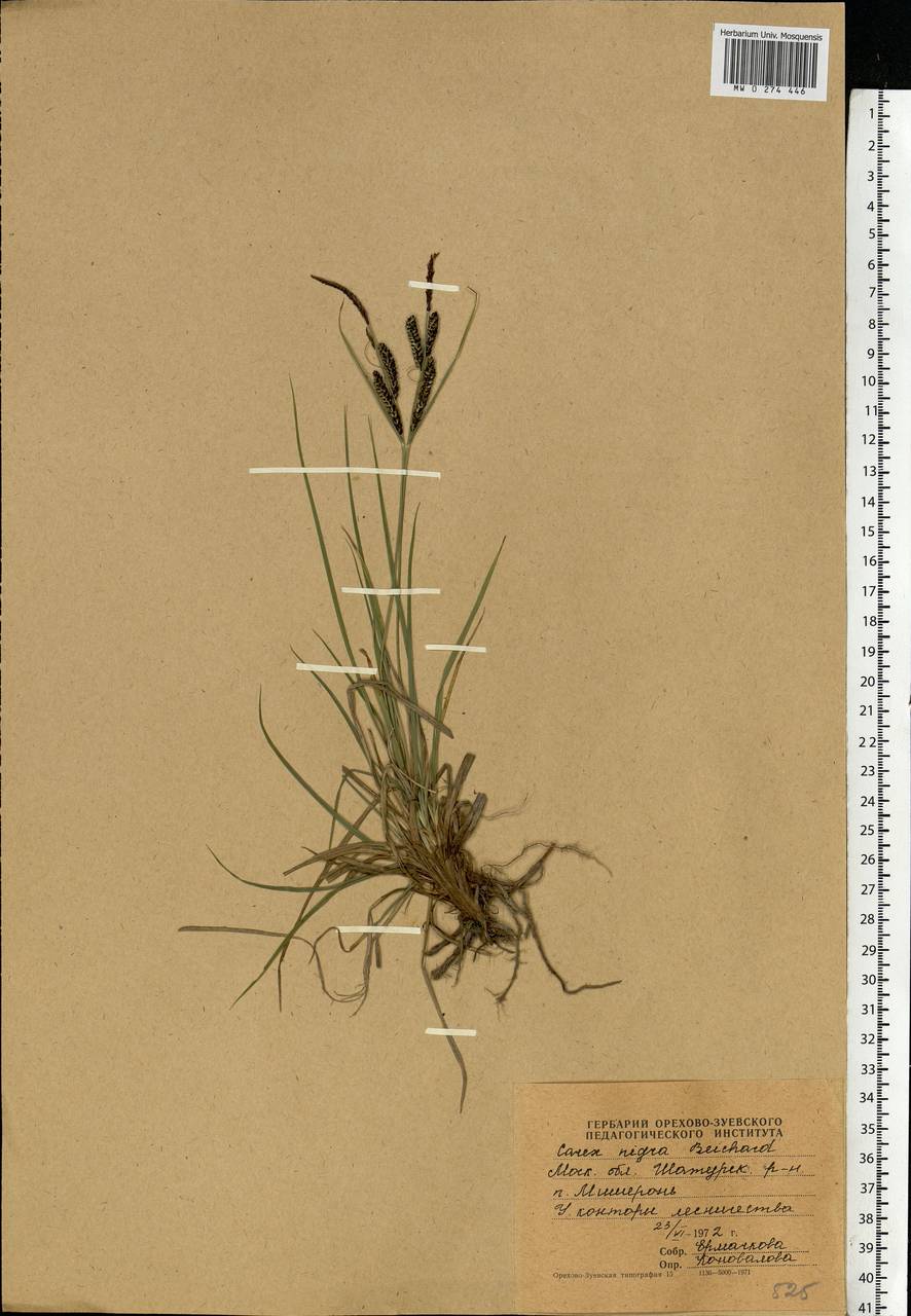 Carex nigra (L.) Reichard, Eastern Europe, Moscow region (E4a) (Russia)