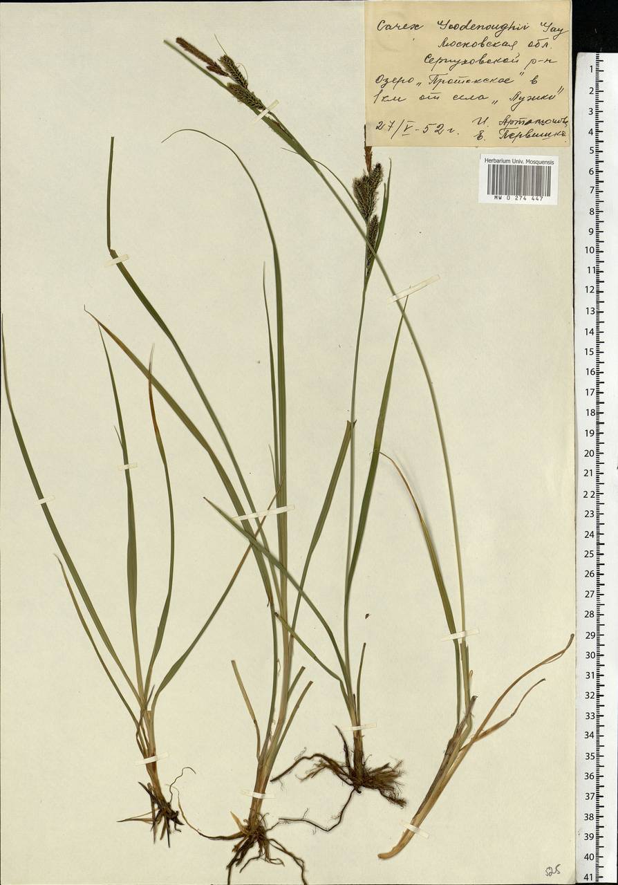 Carex nigra (L.) Reichard, Eastern Europe, Moscow region (E4a) (Russia)