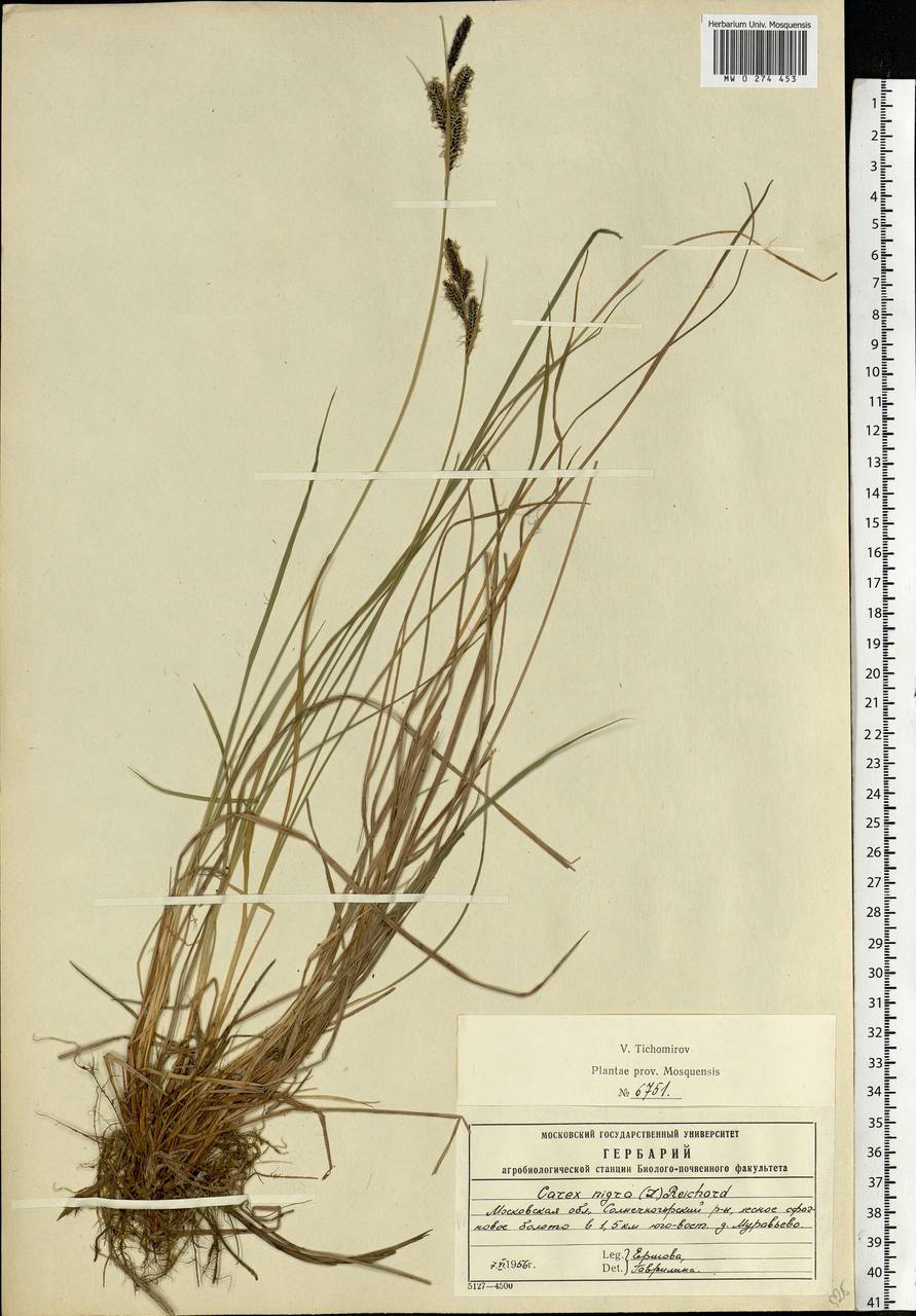 Carex nigra (L.) Reichard, Eastern Europe, Moscow region (E4a) (Russia)