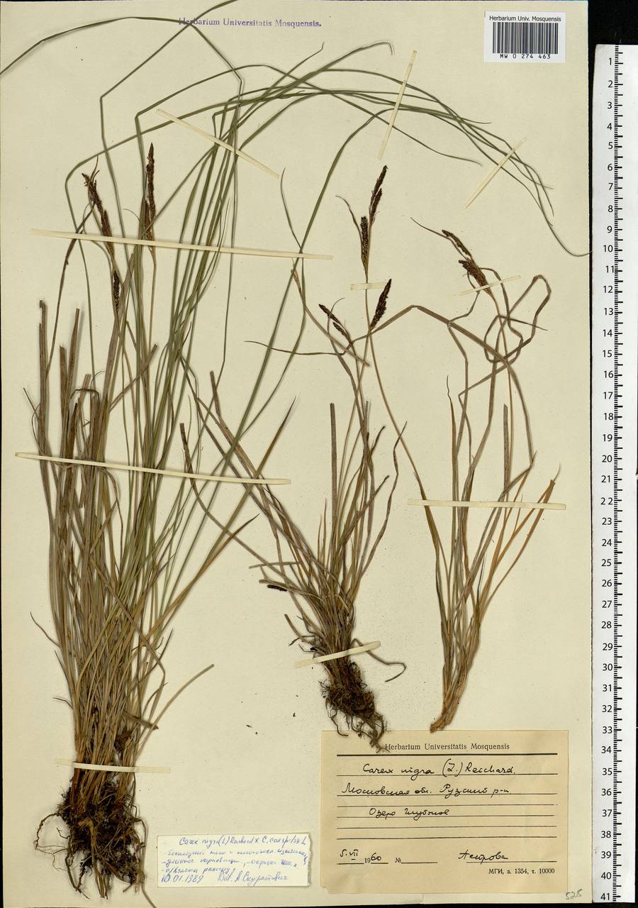 Carex nigra (L.) Reichard, Eastern Europe, Moscow region (E4a) (Russia)