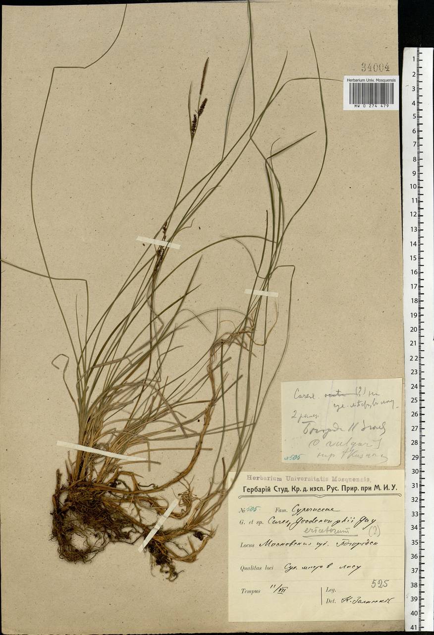 Carex nigra (L.) Reichard, Eastern Europe, Moscow region (E4a) (Russia)