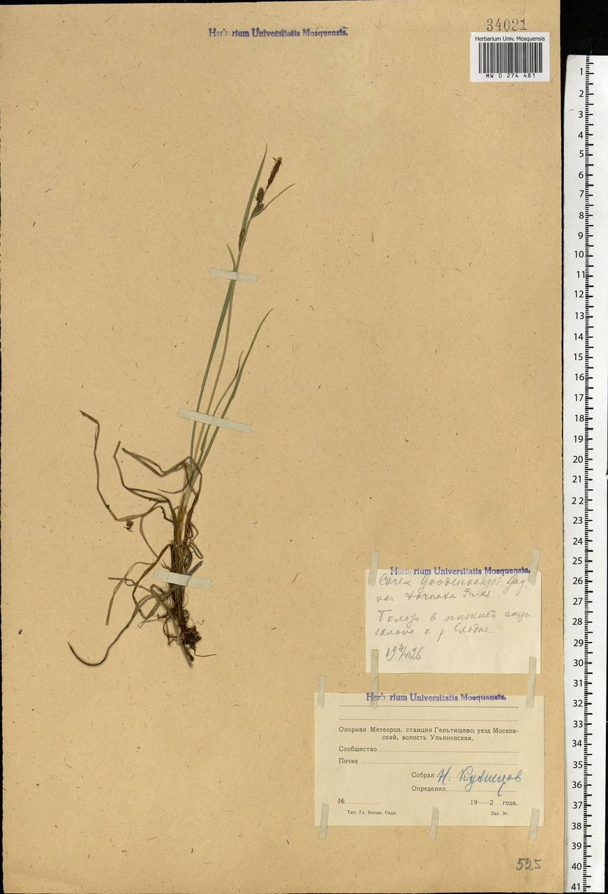 Carex nigra (L.) Reichard, Eastern Europe, Moscow region (E4a) (Russia)