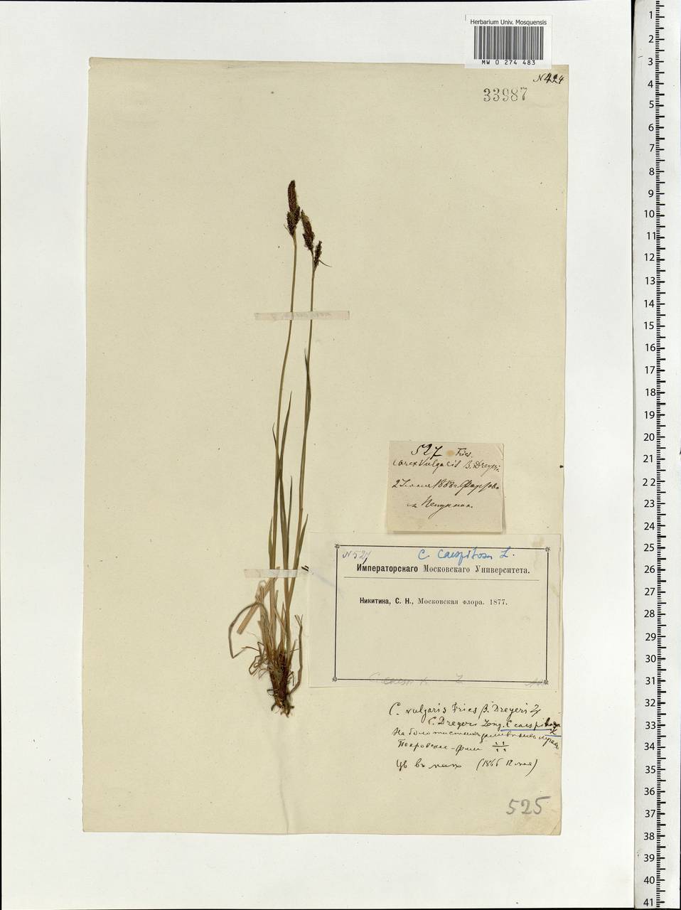 Carex nigra (L.) Reichard, Eastern Europe, Moscow region (E4a) (Russia)