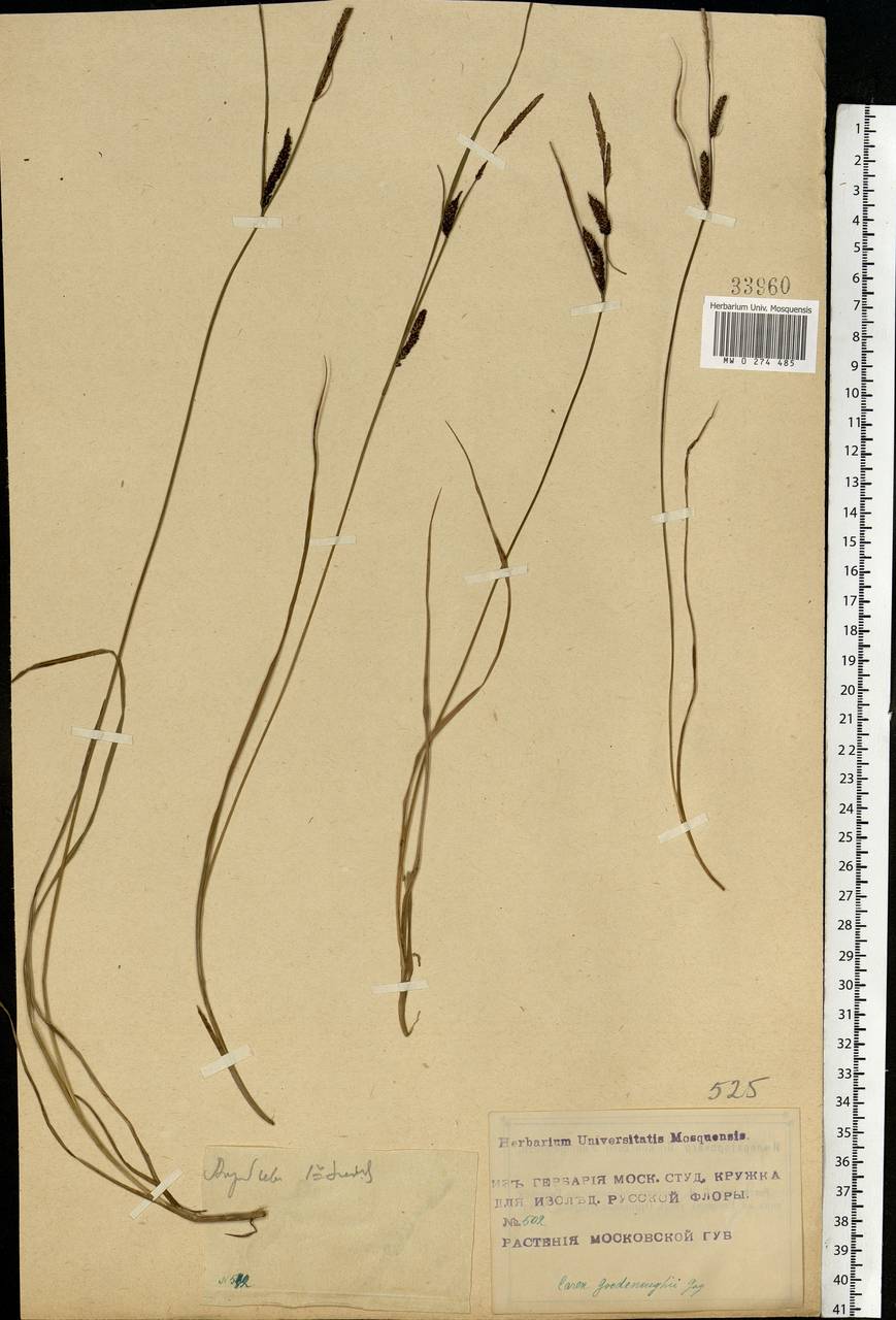 Carex nigra (L.) Reichard, Eastern Europe, Moscow region (E4a) (Russia)