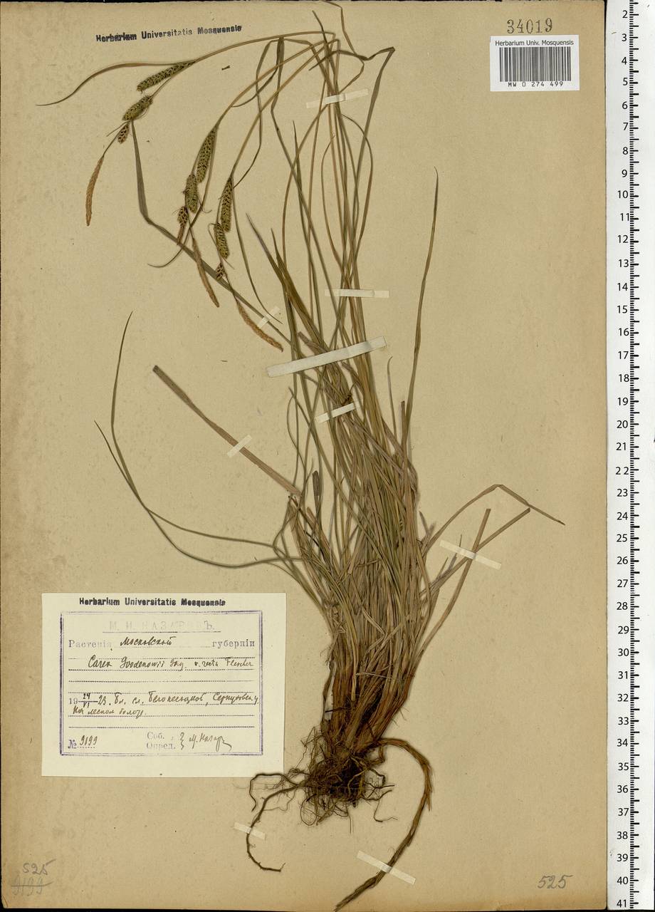 Carex nigra (L.) Reichard, Eastern Europe, Moscow region (E4a) (Russia)