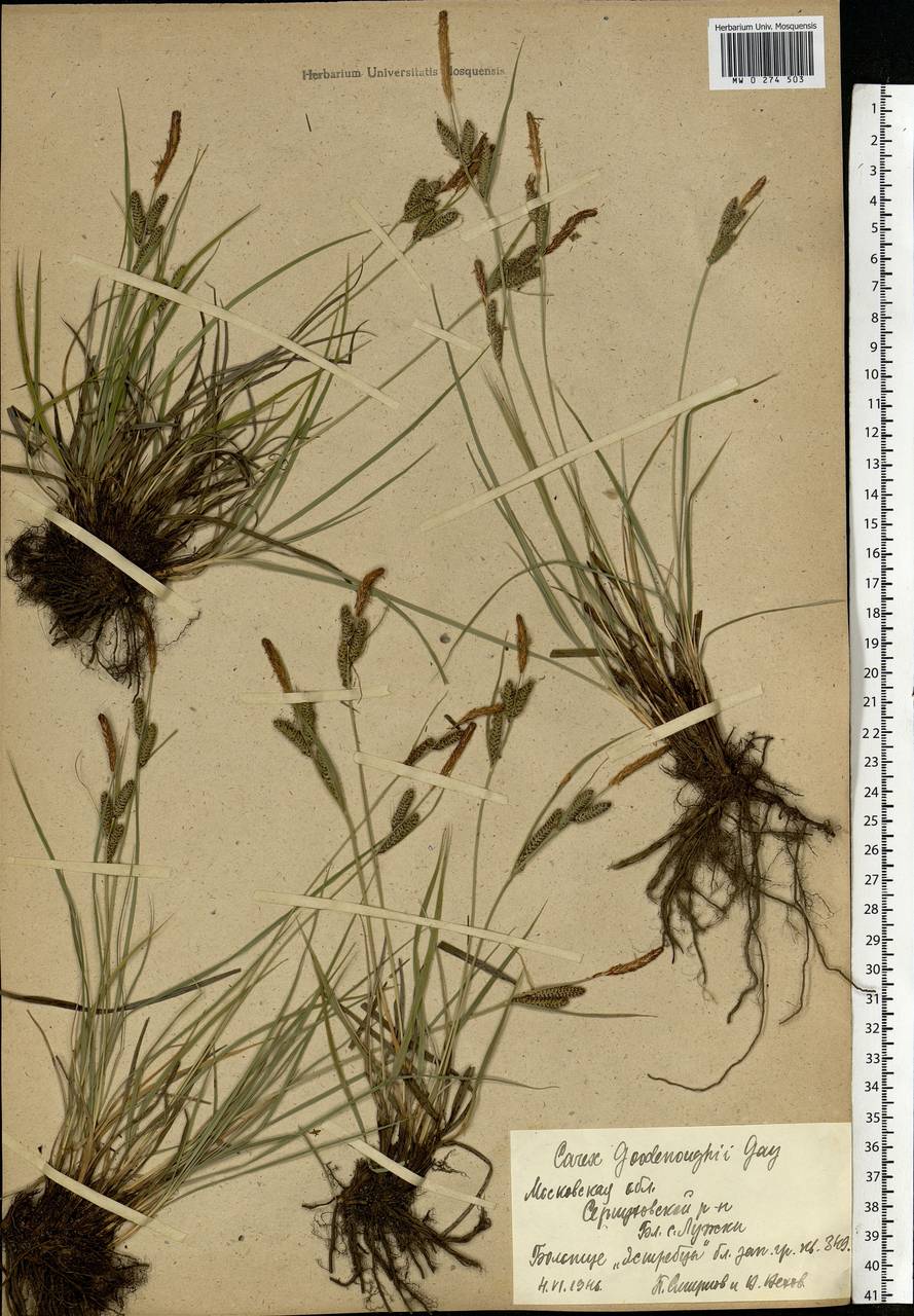 Carex nigra (L.) Reichard, Eastern Europe, Moscow region (E4a) (Russia)