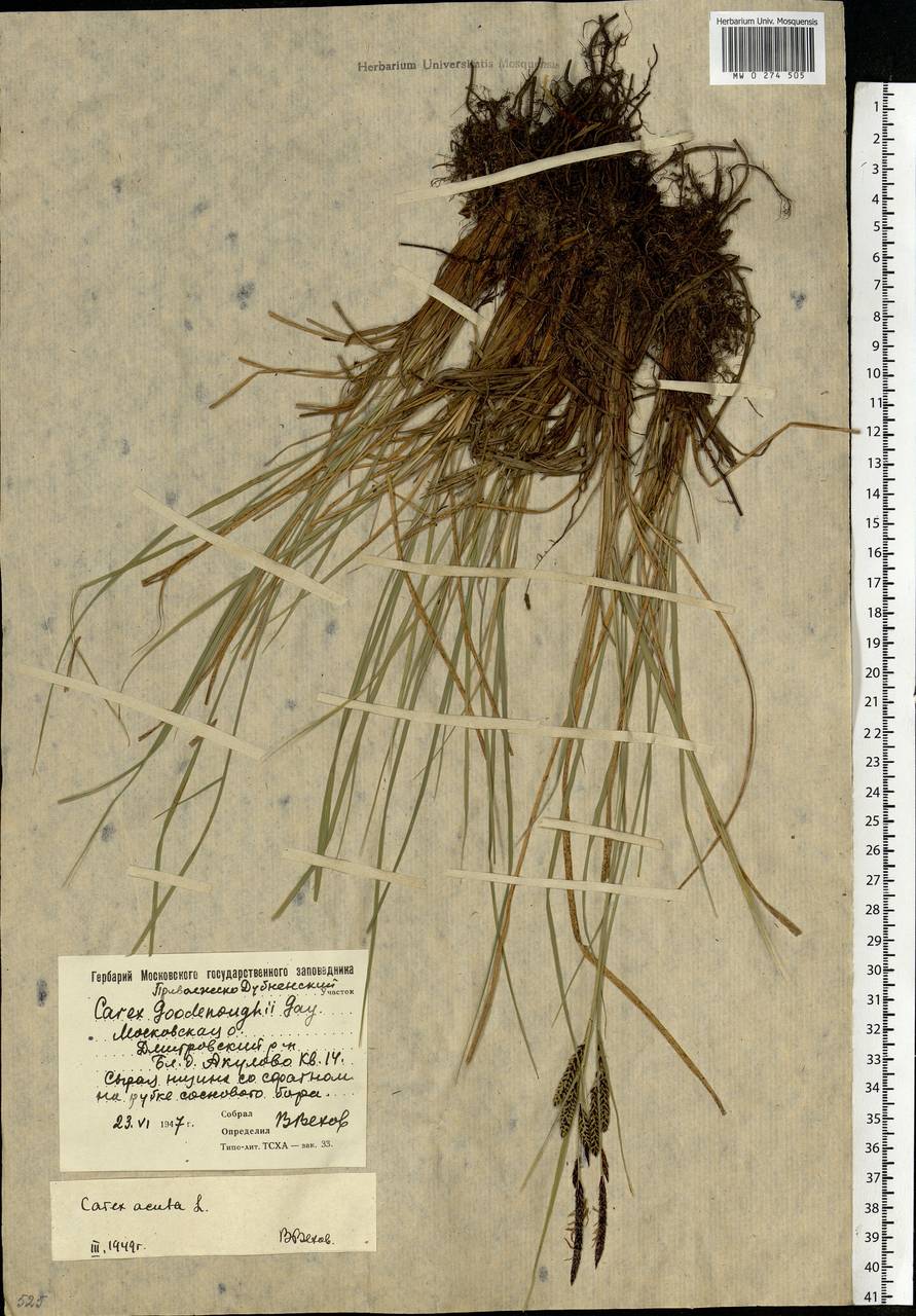 Carex nigra (L.) Reichard, Eastern Europe, Moscow region (E4a) (Russia)