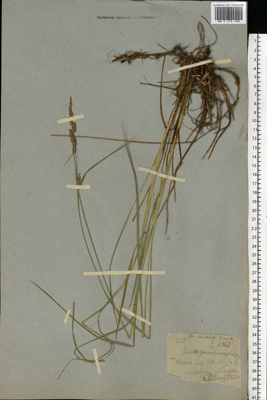 Carex nigra (L.) Reichard, Eastern Europe, Moscow region (E4a) (Russia)