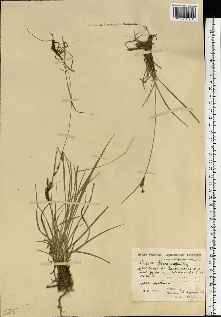 Carex nigra (L.) Reichard, Eastern Europe, Moscow region (E4a) (Russia)