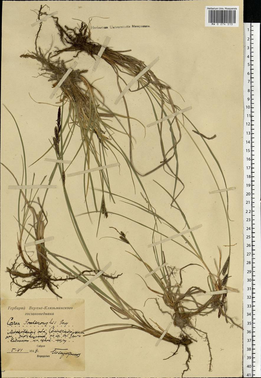 Carex nigra (L.) Reichard, Eastern Europe, Moscow region (E4a) (Russia)
