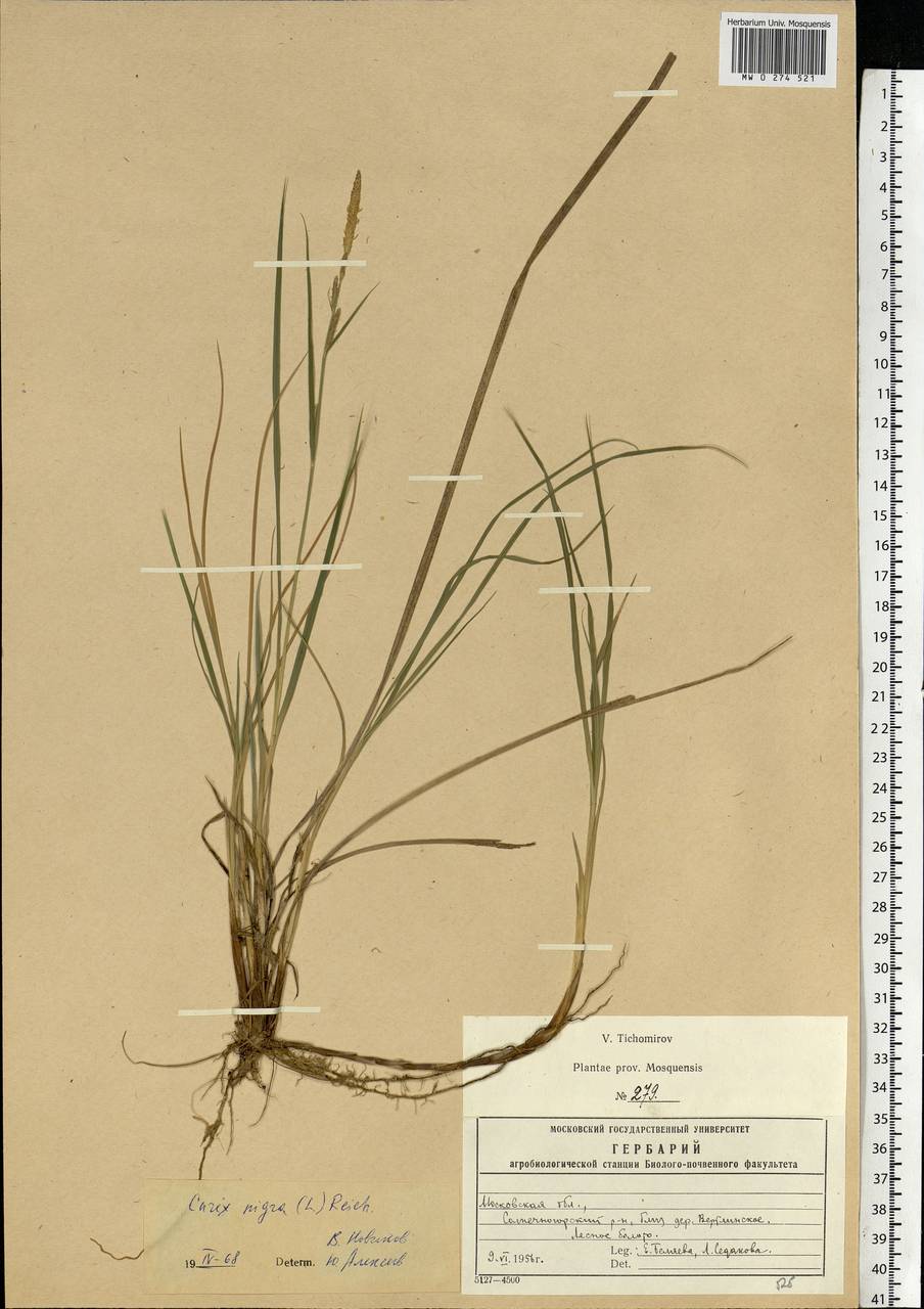 Carex nigra (L.) Reichard, Eastern Europe, Moscow region (E4a) (Russia)