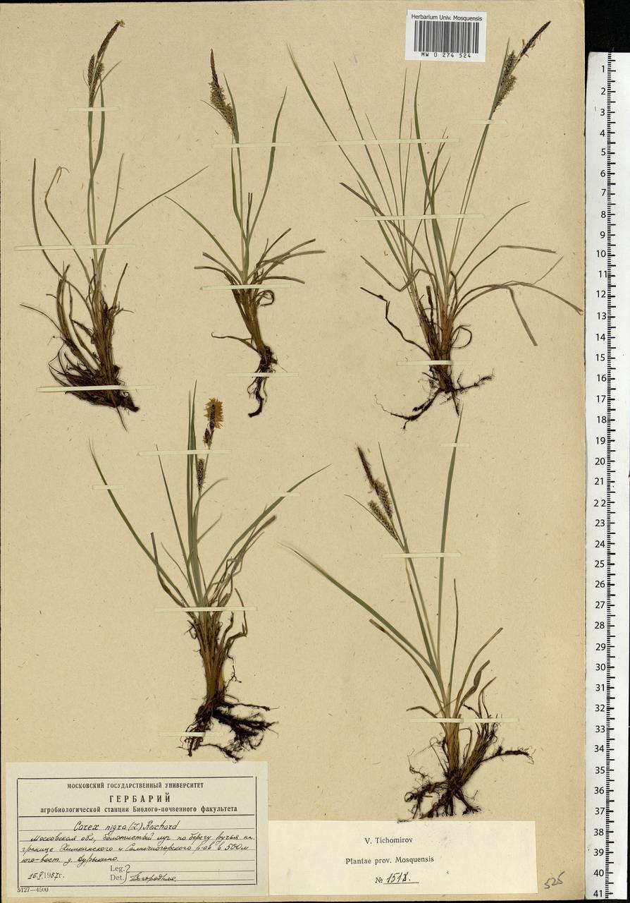 Carex nigra (L.) Reichard, Eastern Europe, Moscow region (E4a) (Russia)