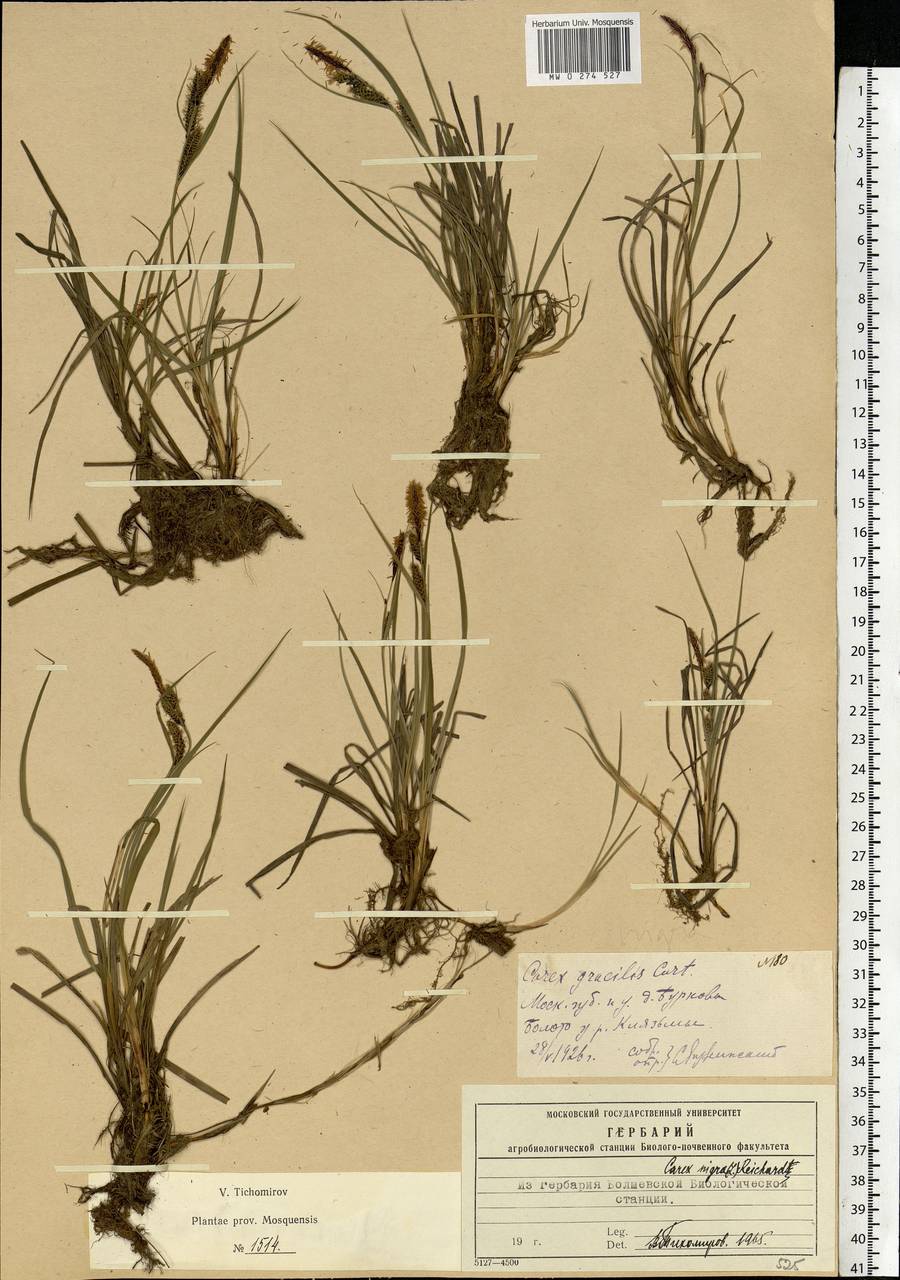 Carex nigra (L.) Reichard, Eastern Europe, Moscow region (E4a) (Russia)