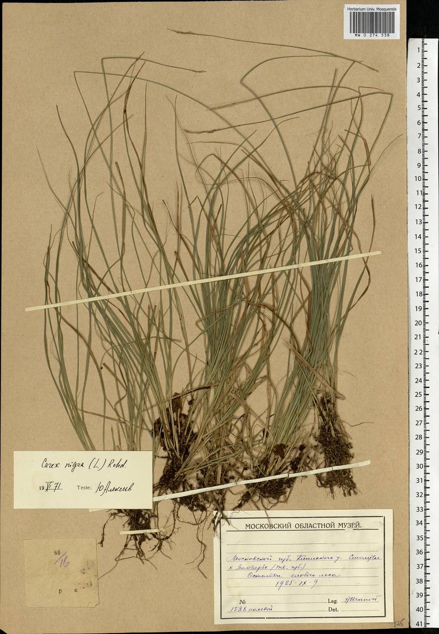 Carex nigra (L.) Reichard, Eastern Europe, Moscow region (E4a) (Russia)