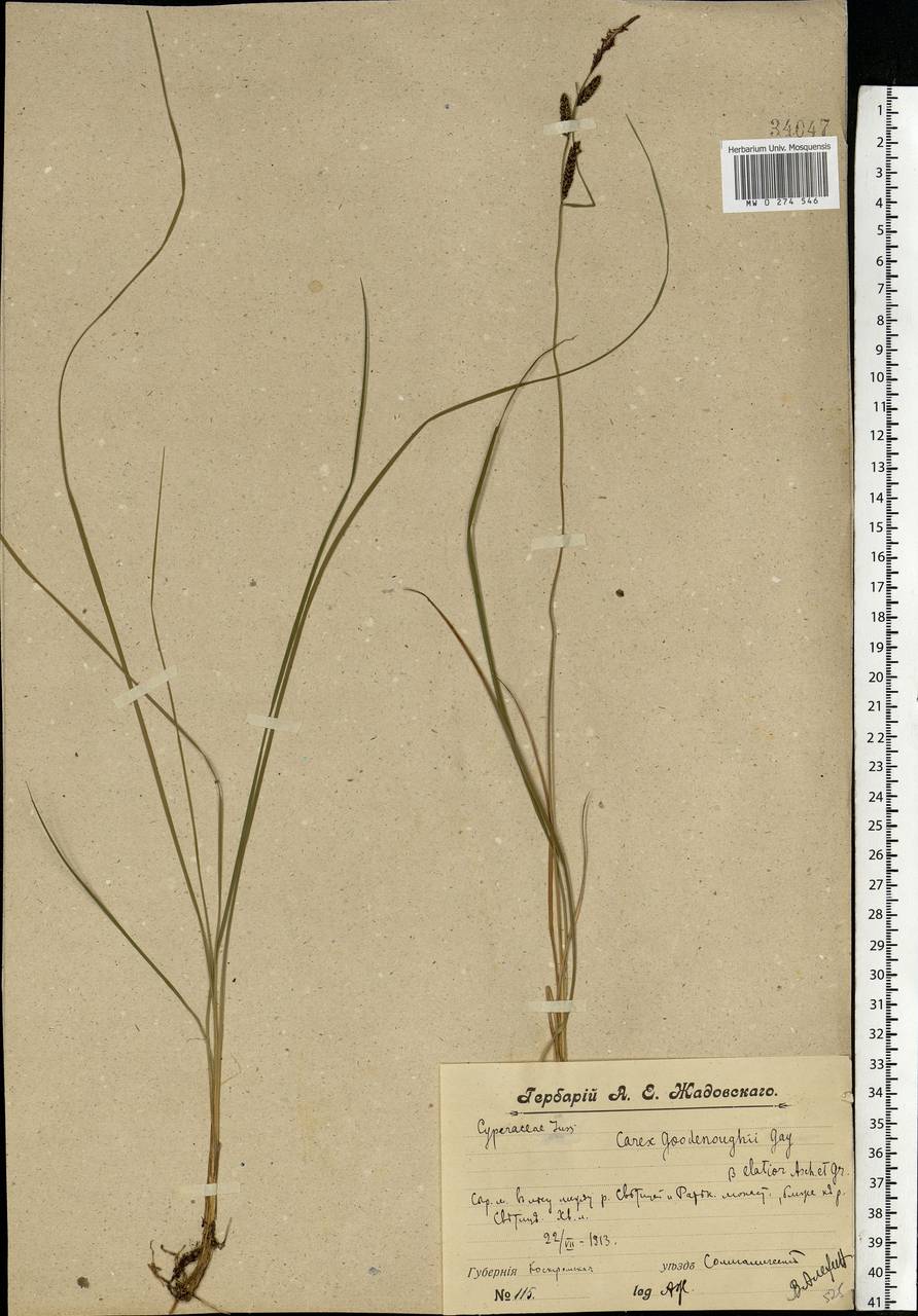 Carex nigra (L.) Reichard, Eastern Europe, Central forest region (E5) (Russia)
