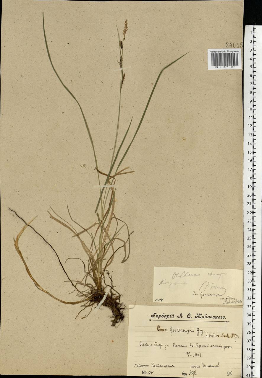 Carex nigra (L.) Reichard, Eastern Europe, Central forest region (E5) (Russia)