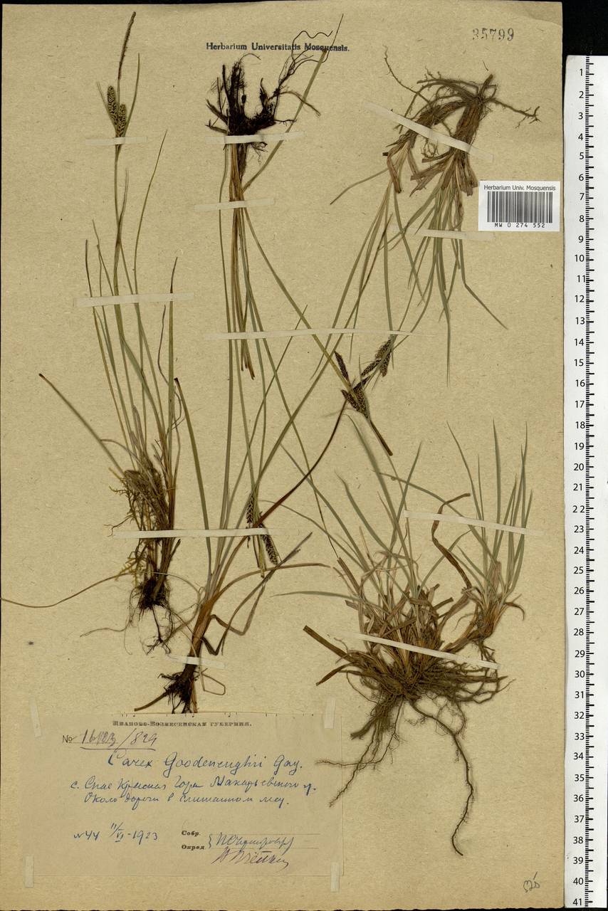 Carex nigra (L.) Reichard, Eastern Europe, Central forest region (E5) (Russia)